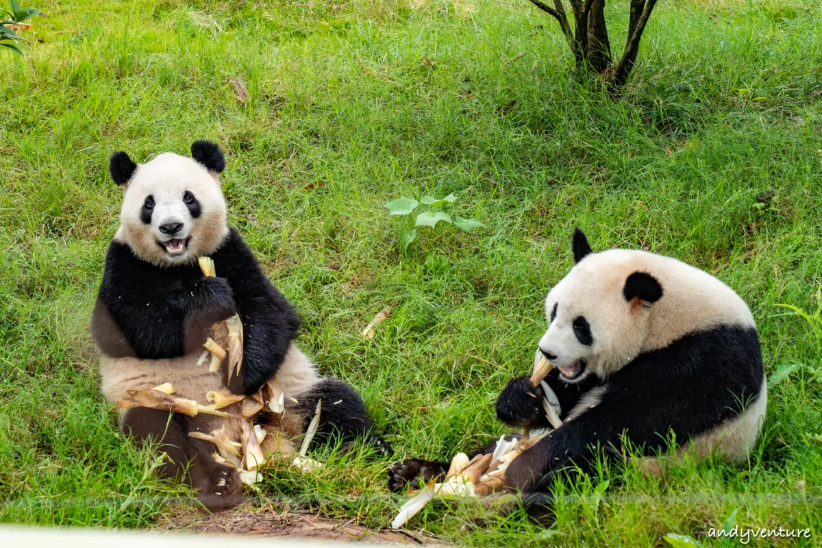 Giant Pandas・Transfer to Jiuzhaigou